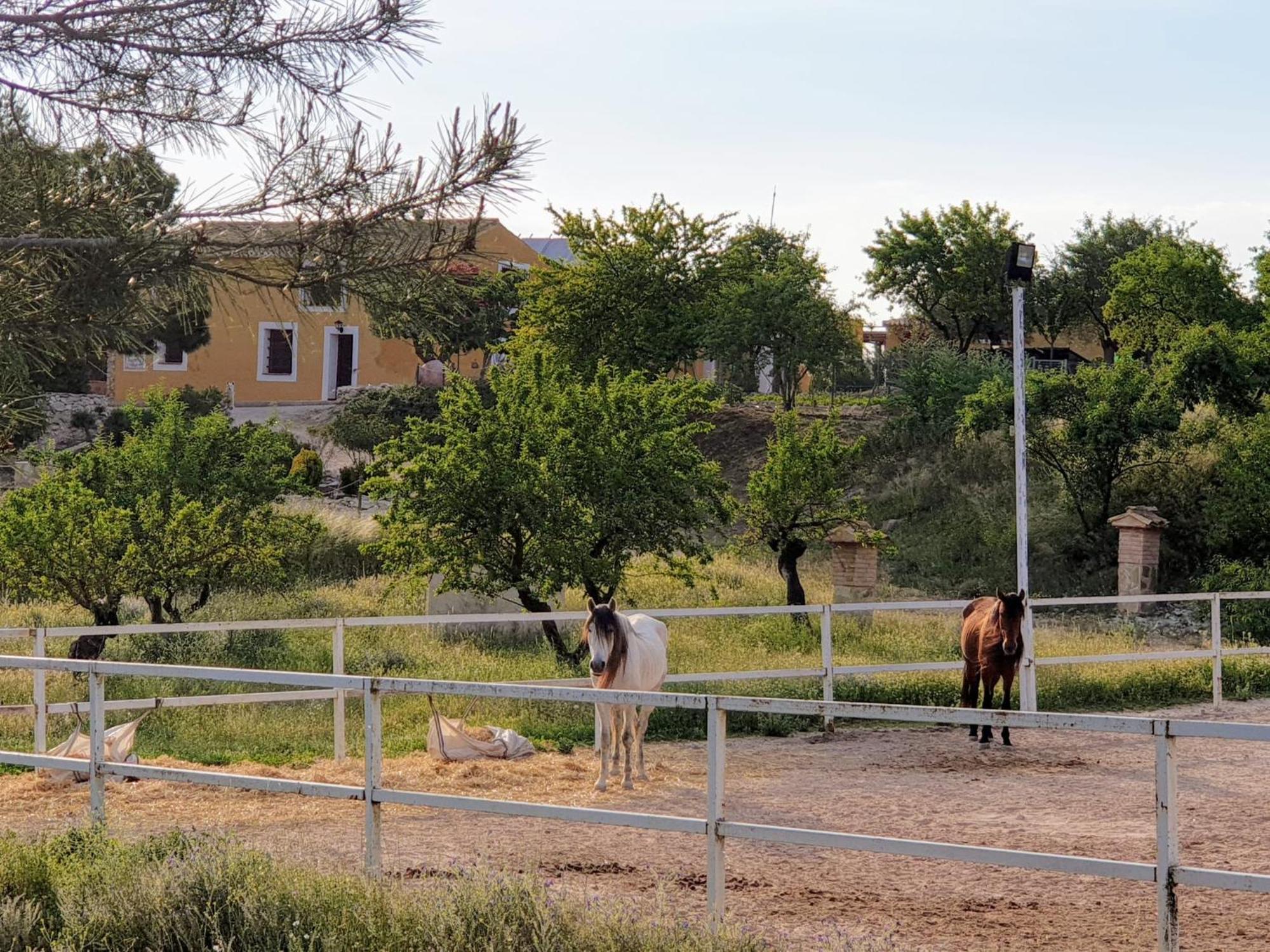 Complejo Rural Las Lomas De Biar Exterior photo